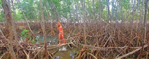 Remembering Mangroves, the Walking Tree to Wetlands | Jacqui Thurlow ...